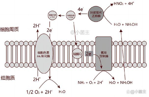 甲硝唑對硝化系統抑制是可逆的嗎，甲硝唑對甲硝化系統抑制硝化系統抑制的作用