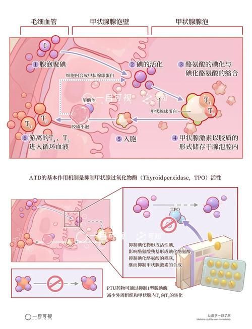 甲硝唑對硝化系統抑制是可逆的嗎，甲硝唑對甲硝化系統抑制硝化系統抑制的作用