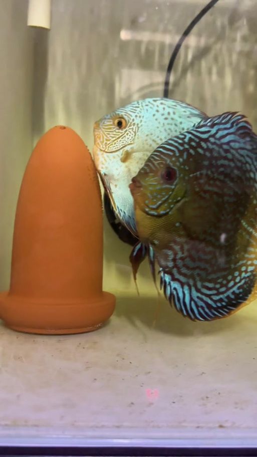 赤焰中國虎魚多久繁殖一次？ 赤焰中國虎魚多久繁殖一次？ 龍魚百科 第3張