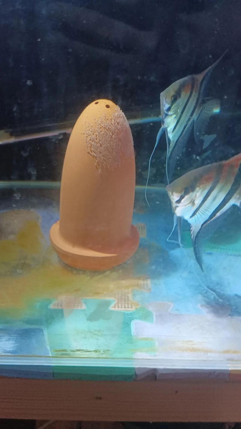 赤焰中國虎魚多久繁殖一次？ 赤焰中國虎魚多久繁殖一次？ 龍魚百科 第4張