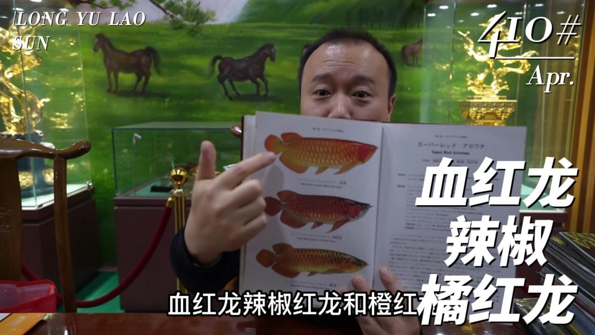 如何判斷龍魚的等級和品種？，龍魚品種鑒別速查表 如何判斷龍魚的等級和品種？，龍魚品種鑒別速查表 龍魚百科 第3張