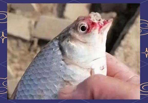 如何預防四大家魚爛身病，四大家魚爛身病的預防 如何預防四大家魚爛身病，四大家魚爛身病的預防 龍魚百科 第6張