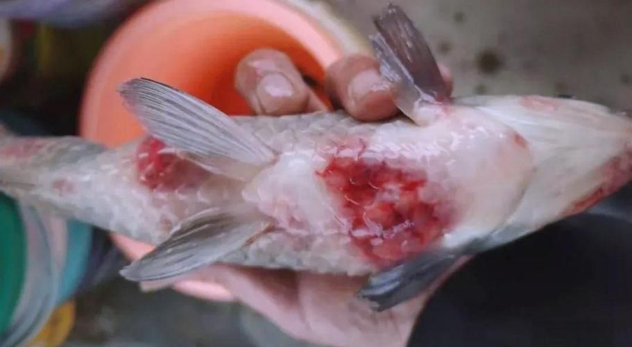 如何預防四大家魚爛身病，四大家魚爛身病的預防 如何預防四大家魚爛身病，四大家魚爛身病的預防 龍魚百科 第5張