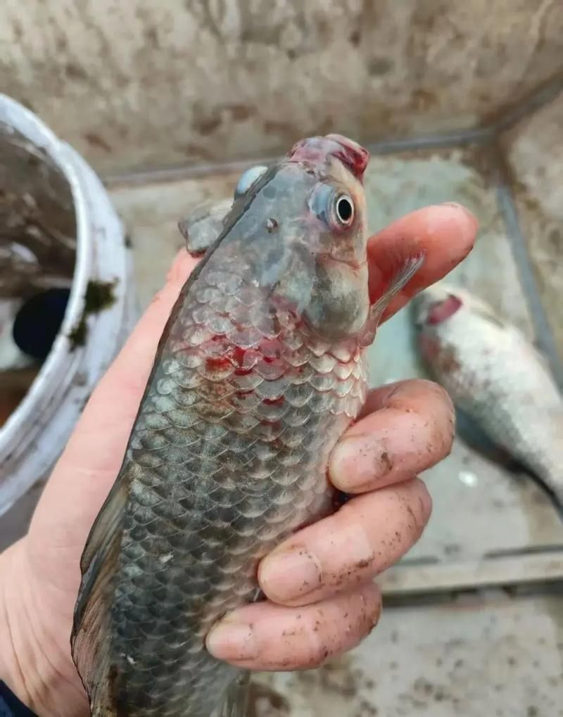 如何預防四大家魚爛身病，四大家魚爛身病的預防 如何預防四大家魚爛身病，四大家魚爛身病的預防 龍魚百科 第4張