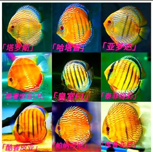 給我一些七彩神仙魚的品種圖片，七彩神仙魚的種類及種類介紹