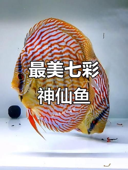 給我一些七彩神仙魚的品種圖片，七彩神仙魚的種類及種類介紹