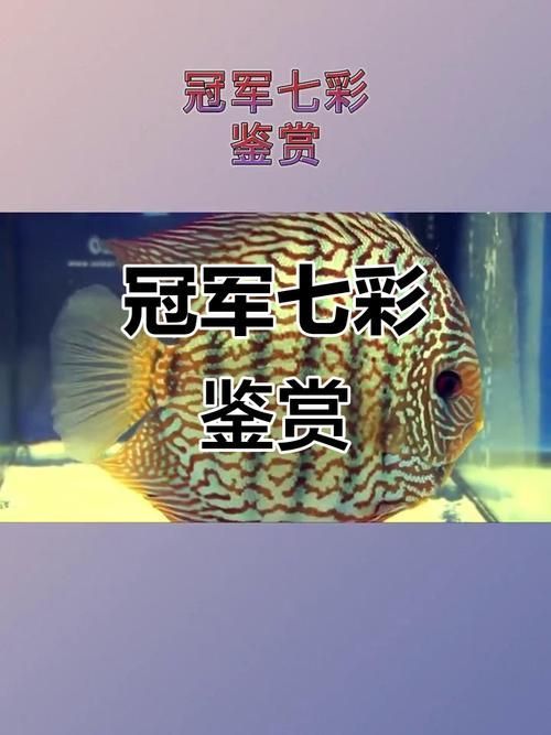 給我一些七彩神仙魚的品種圖片，七彩神仙魚的種類及種類介紹