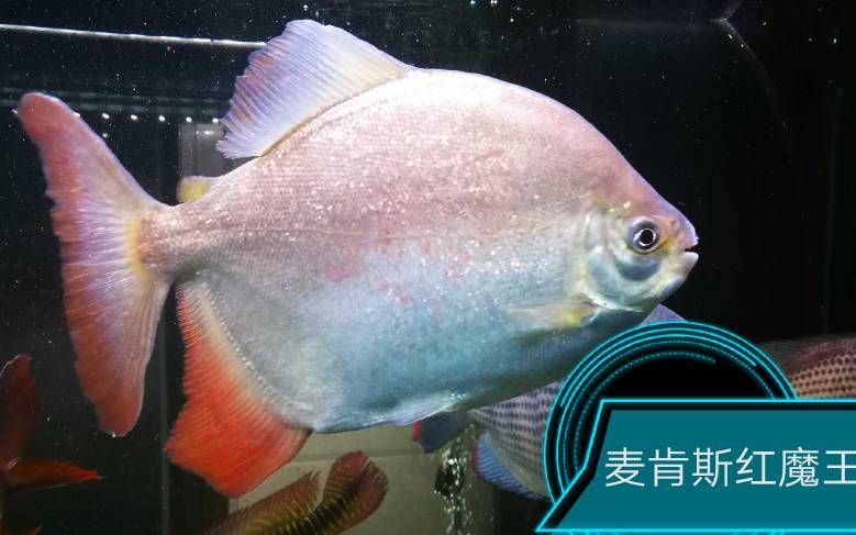 麥肯斯銀版魚多久才能長大？，關于麥肯斯銀版魚的詳解