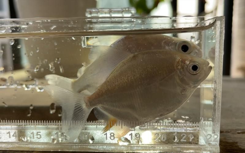 麥肯斯銀版魚多久才能長大？，關于麥肯斯銀版魚的詳解