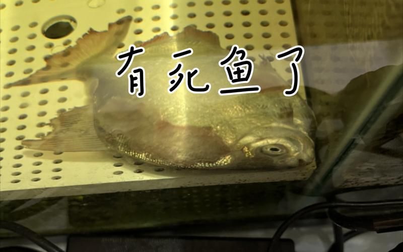 麥肯斯銀版魚多久才能長大？，關于麥肯斯銀版魚的詳解