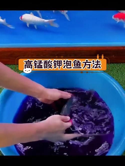 如何預防錦鯉爛身病，關于錦鯉爛身病的一些建議