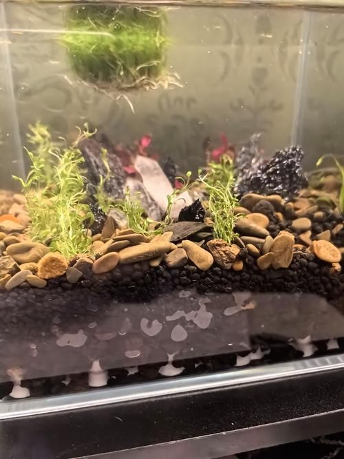 能否提供更詳細的魚缸設置指南，魚缸設置指南