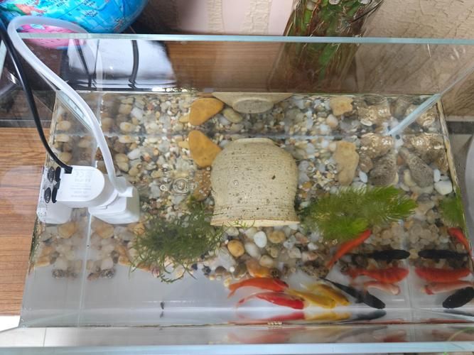 能否提供更詳細的魚缸設置指南，魚缸設置指南