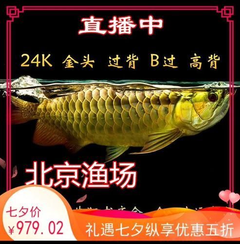 給我一些古典藍底金頭過背的圖片，“古典藍底金頭過背”是一個極具爭議且備受關注的組合名稱 給我一些古典藍底金頭過背的圖片，“古典藍底金頭過背”是一個極具爭議且備受關注的組合名稱 龍魚百科 第22張