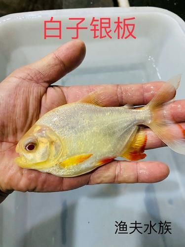如何判斷白子銀板魚是否健康？，白子銀板魚健康判斷標準
