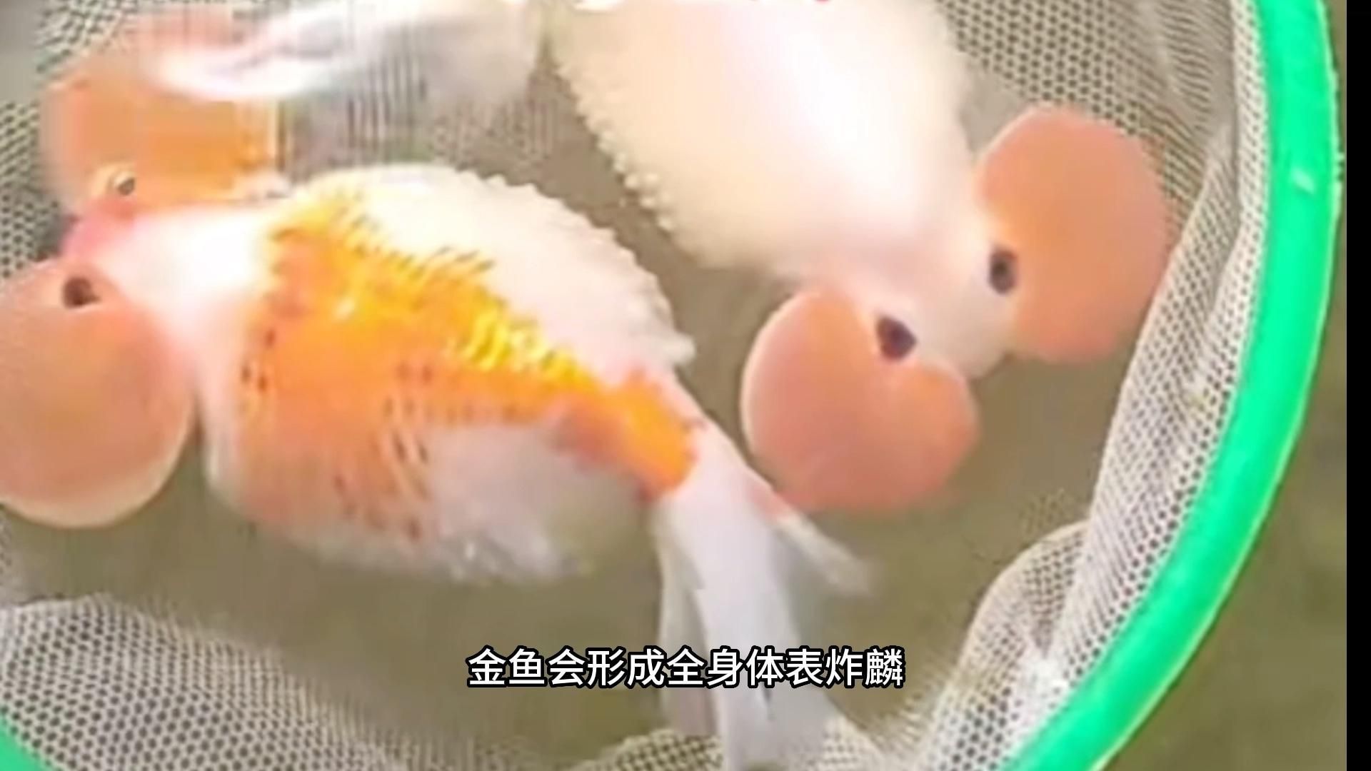 哪種類型的炸鱗最容易治療，探討哪種類型的炸鱗最容易治療時(shí) 哪種類型的炸鱗最容易治療，探討哪種類型的炸鱗最容易治療時(shí) 龍魚百科 第2張