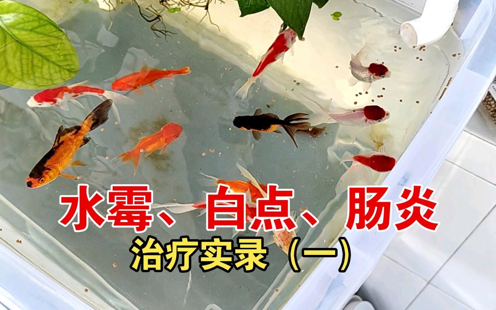 腸炎病魚能活多久，關于腸炎病魚的問題