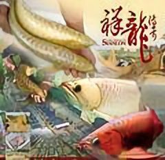 祥龍魚場有哪些特色視頻？，祥龍魚場是什么？