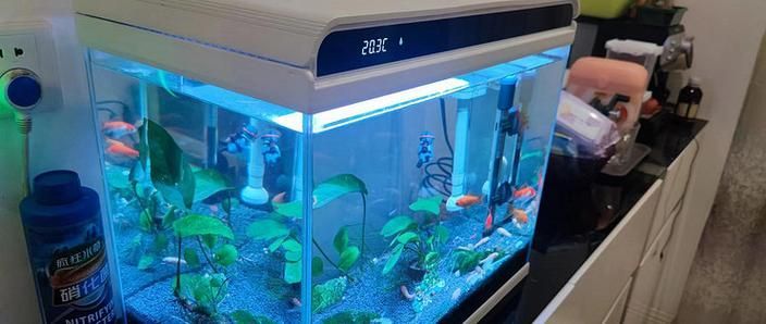 這幾款魚缸哪個性價比最高？ 這幾款魚缸哪個性價比最高？ 龍魚百科 第6張