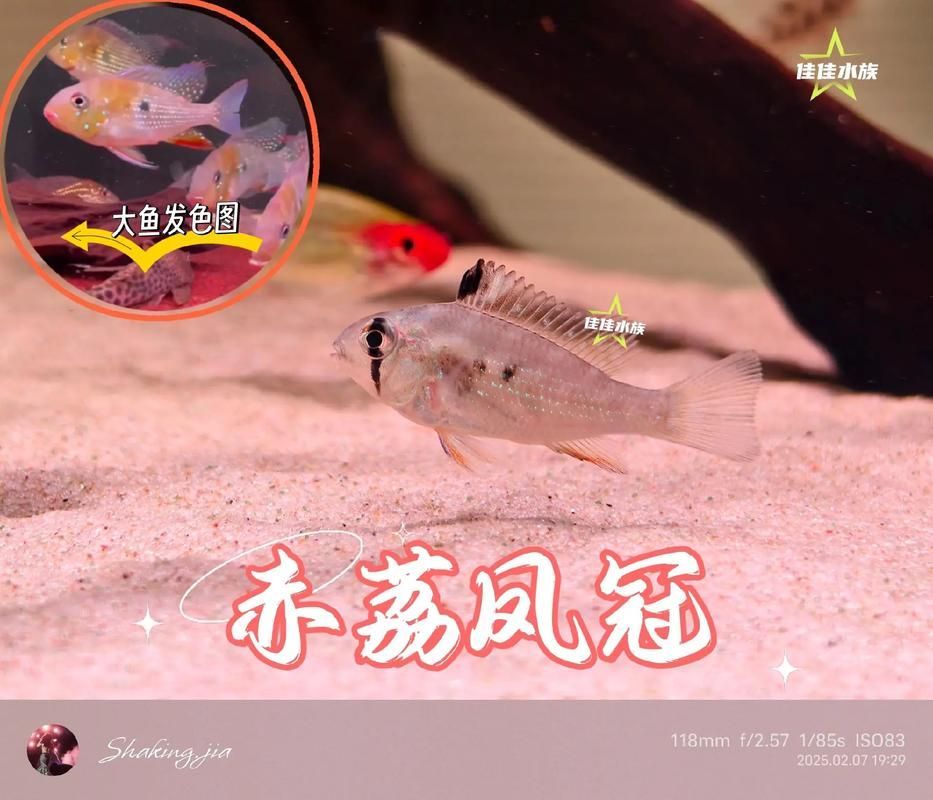 赤荔鳳冠魚，“赤荔鳳冠魚”觀賞魚市場中的商品俗名與視覺奇觀