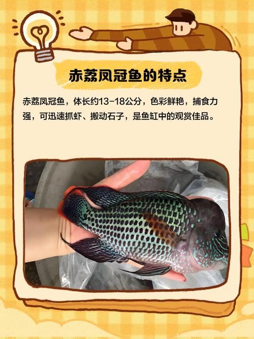 赤荔鳳冠魚，“赤荔鳳冠魚”觀賞魚市場中的商品俗名與視覺奇觀