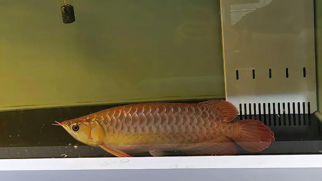 魚趴缸多久會(huì)恢復(fù)，過(guò)背金龍魚幼魚護(hù)理有哪些要點(diǎn)？ 魚趴缸多久會(huì)恢復(fù)，過(guò)背金龍魚幼魚護(hù)理有哪些要點(diǎn)？ 龍魚百科 第1張