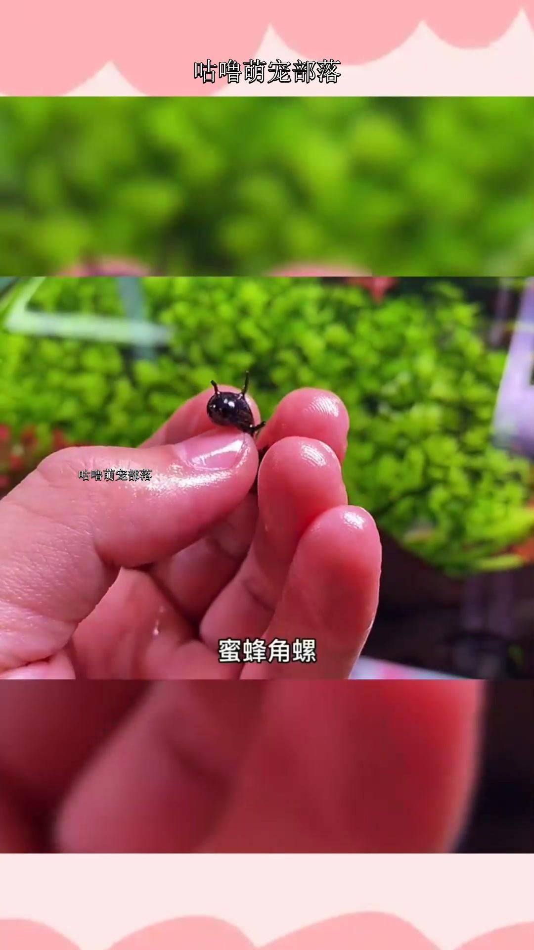 有沒有更多適合新手的清潔生物，大和藻蝦養魚日志清潔生物推薦… 有沒有更多適合新手的清潔生物，大和藻蝦養魚日志清潔生物推薦… 龍魚百科 第11張