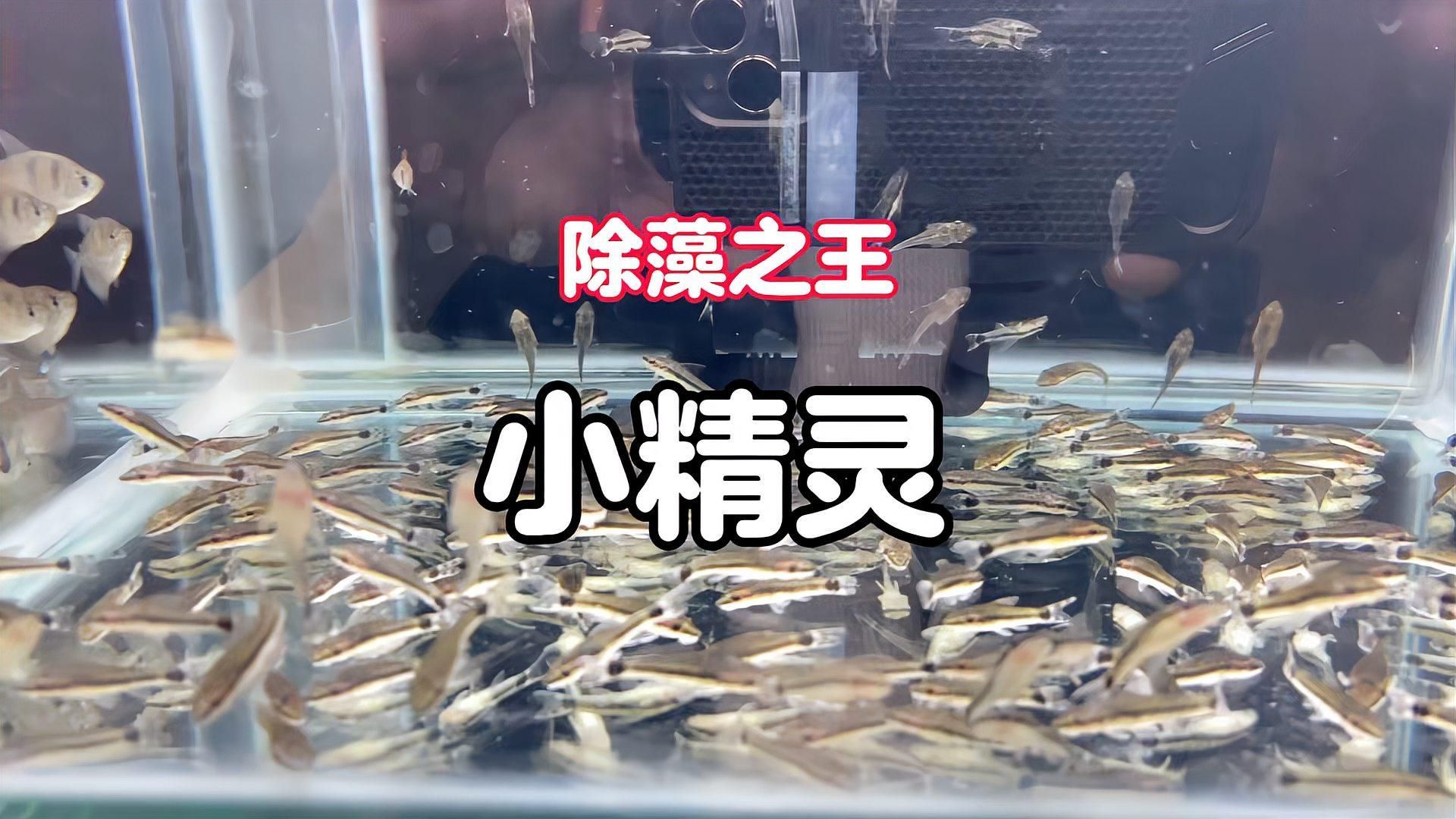 有沒有更多適合新手的清潔生物，大和藻蝦養魚日志清潔生物推薦… 有沒有更多適合新手的清潔生物，大和藻蝦養魚日志清潔生物推薦… 龍魚百科 第2張