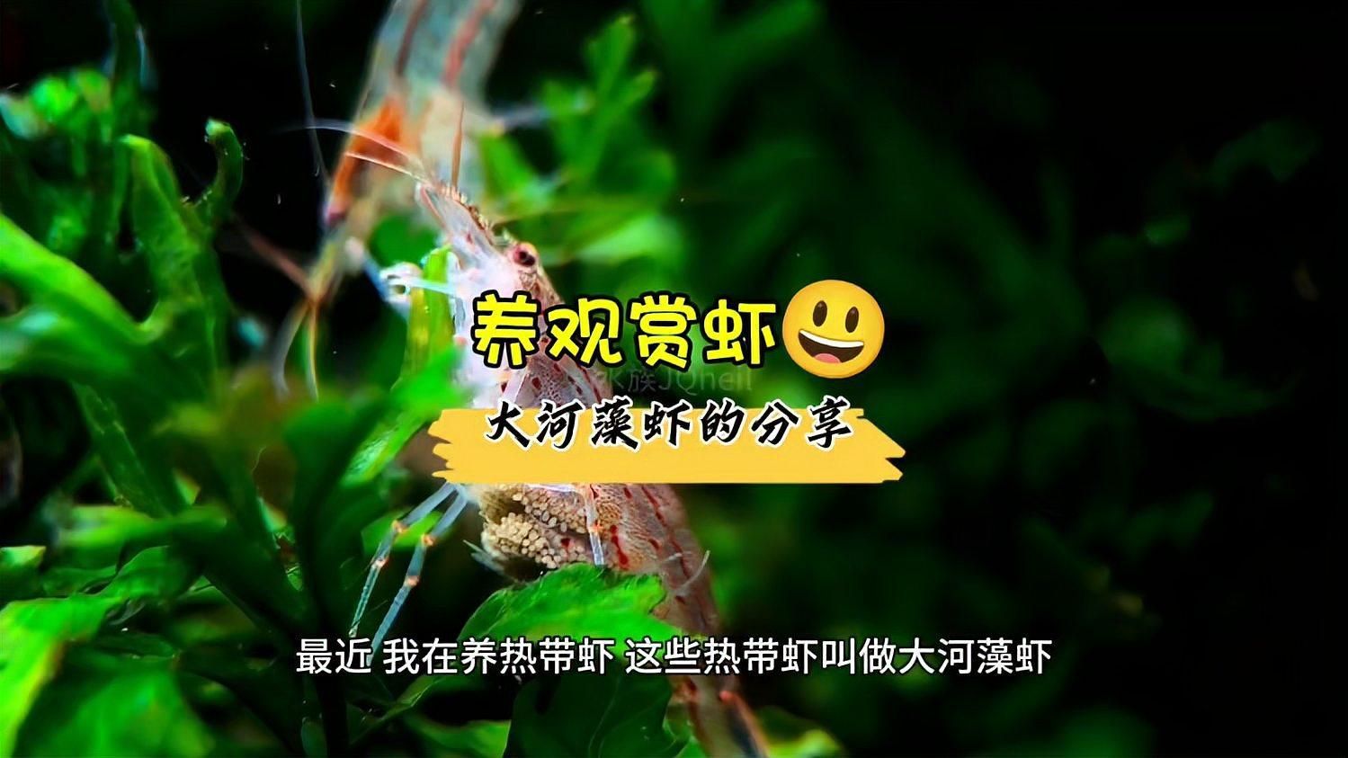 有沒有更多適合新手的清潔生物，大和藻蝦養魚日志清潔生物推薦… 有沒有更多適合新手的清潔生物，大和藻蝦養魚日志清潔生物推薦… 龍魚百科 第6張
