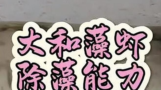 有沒有更多適合新手的清潔生物，大和藻蝦養魚日志清潔生物推薦… 有沒有更多適合新手的清潔生物，大和藻蝦養魚日志清潔生物推薦… 龍魚百科 第7張
