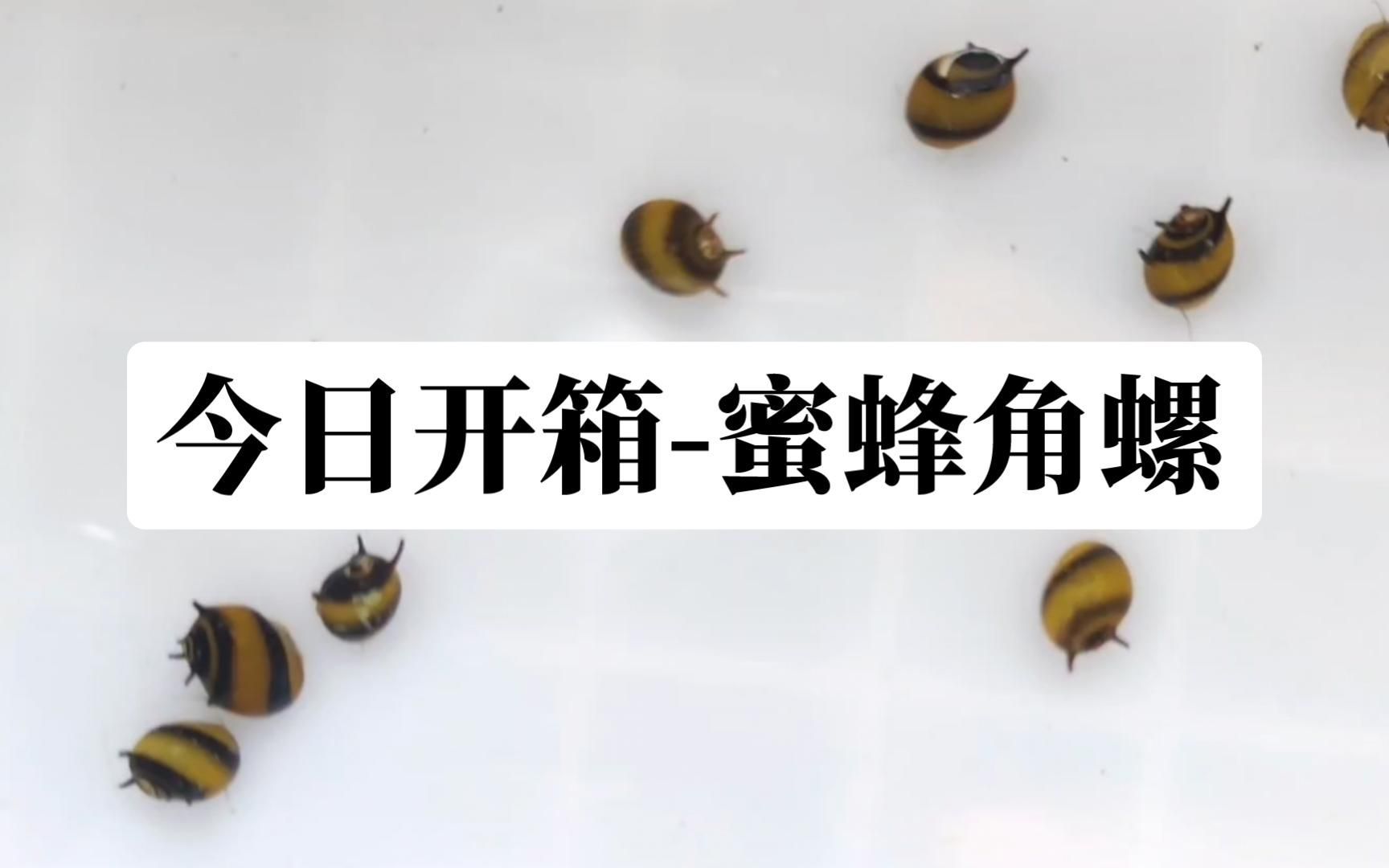 有沒有更多適合新手的清潔生物，大和藻蝦養魚日志清潔生物推薦… 有沒有更多適合新手的清潔生物，大和藻蝦養魚日志清潔生物推薦… 龍魚百科 第10張