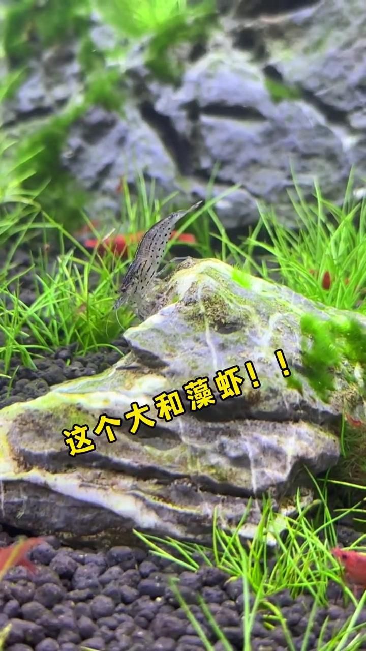 有沒有更多適合新手的清潔生物，大和藻蝦養魚日志清潔生物推薦… 有沒有更多適合新手的清潔生物，大和藻蝦養魚日志清潔生物推薦… 龍魚百科 第8張