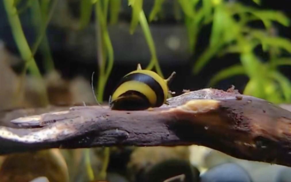 有沒有更多適合新手的清潔生物，大和藻蝦養魚日志清潔生物推薦… 有沒有更多適合新手的清潔生物，大和藻蝦養魚日志清潔生物推薦… 龍魚百科 第9張