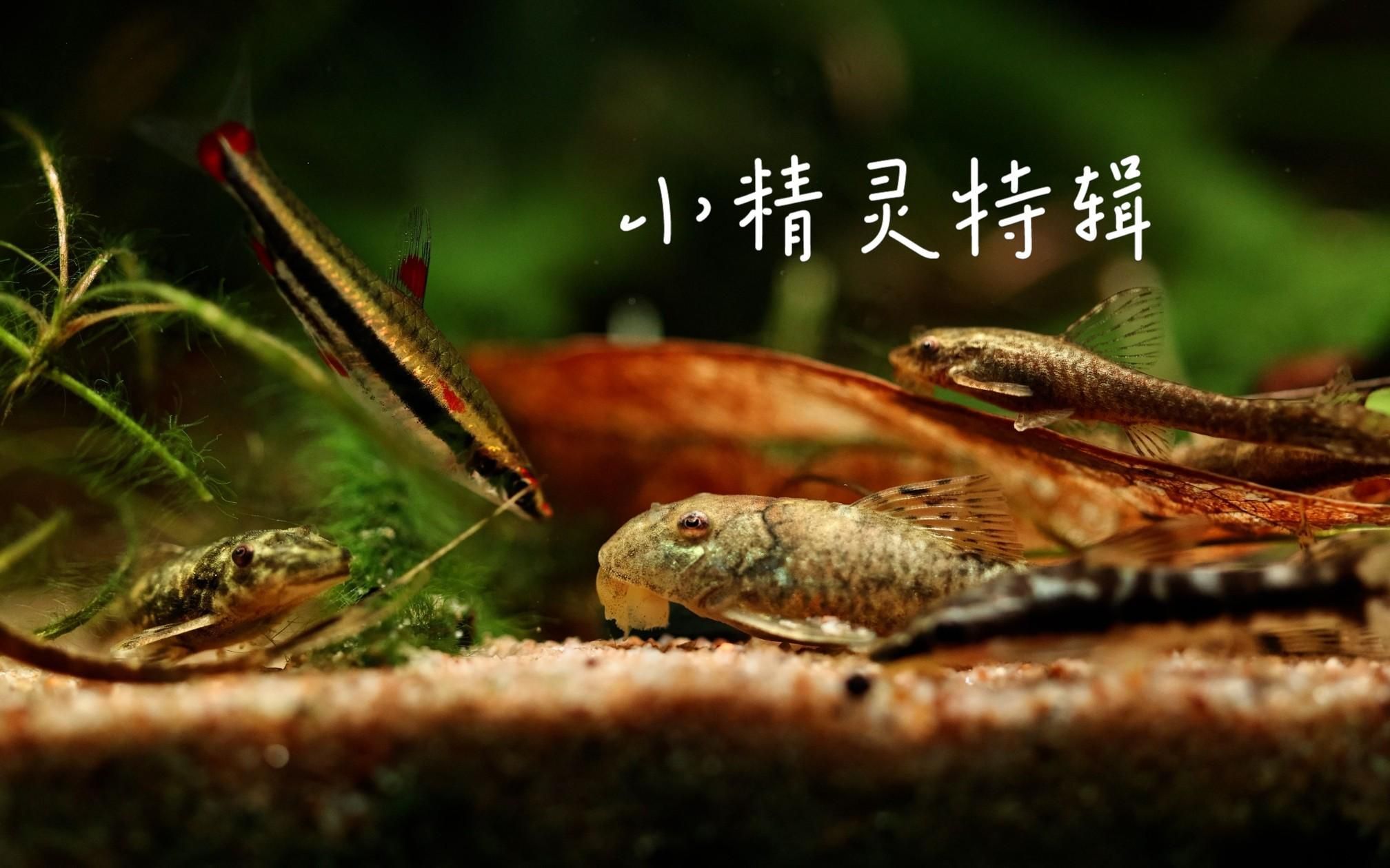 有沒有更多適合新手的清潔生物，大和藻蝦養魚日志清潔生物推薦… 有沒有更多適合新手的清潔生物，大和藻蝦養魚日志清潔生物推薦… 龍魚百科 第1張
