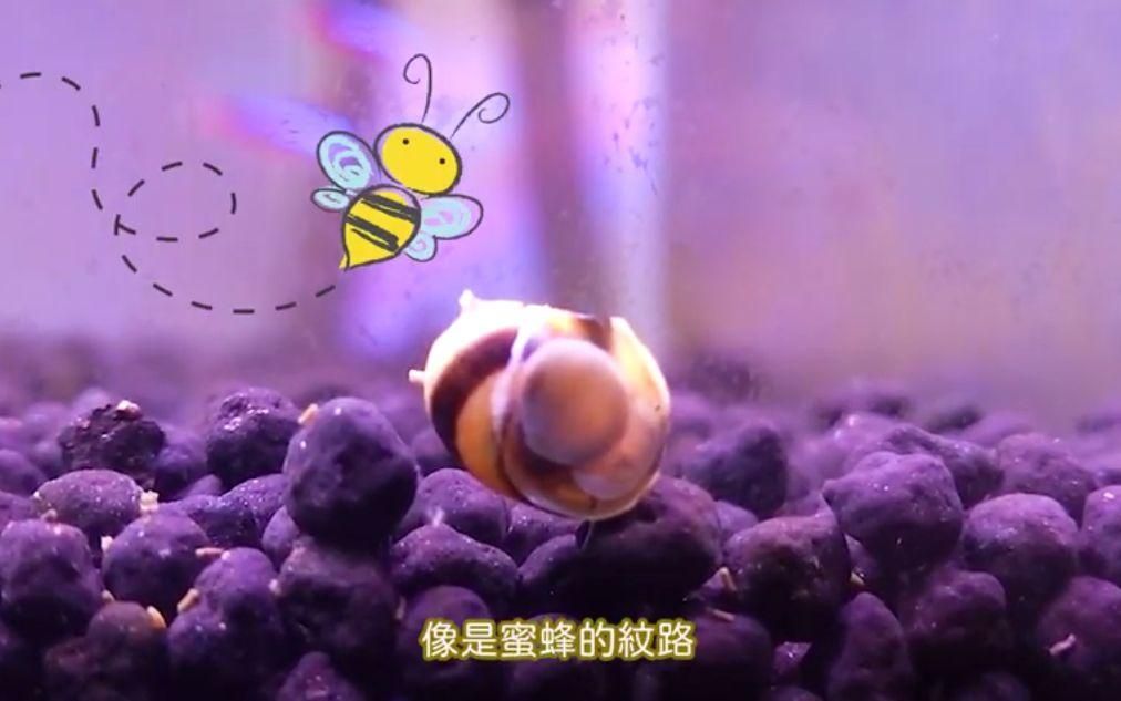 有沒有更多適合新手的清潔生物，大和藻蝦養魚日志清潔生物推薦… 有沒有更多適合新手的清潔生物，大和藻蝦養魚日志清潔生物推薦… 龍魚百科 第12張