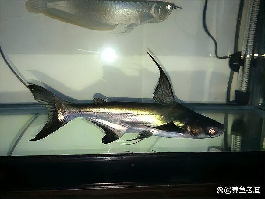 龍魚缸配魚有哪些技巧，魚缸的配魚技巧是養(yǎng)魚愛好者和水族館經(jīng)營者必須掌握的知識