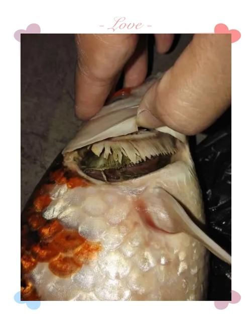 六角龍魚鰓爛了如何治療