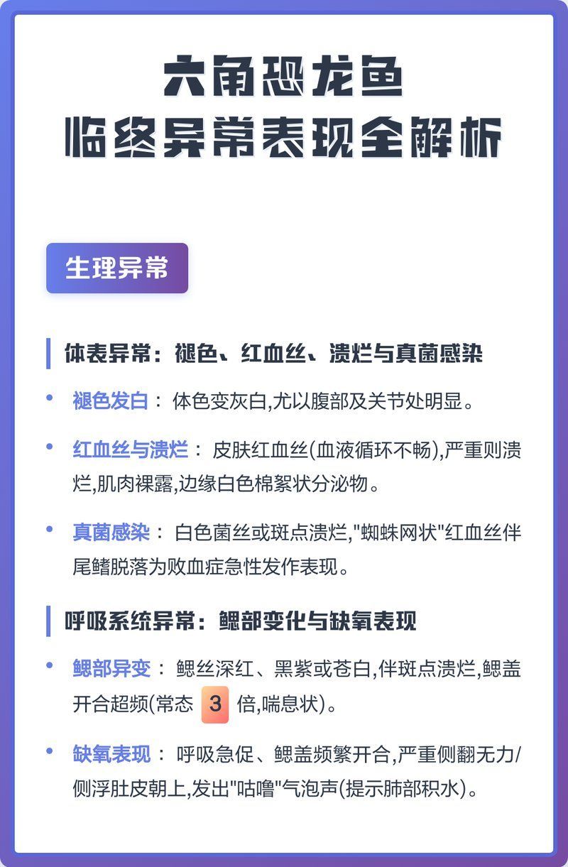六角龍魚鰓爛了如何治療