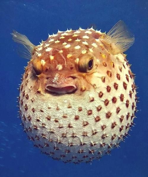 斑馬狗頭魚，斑馬狗頭魚的學名