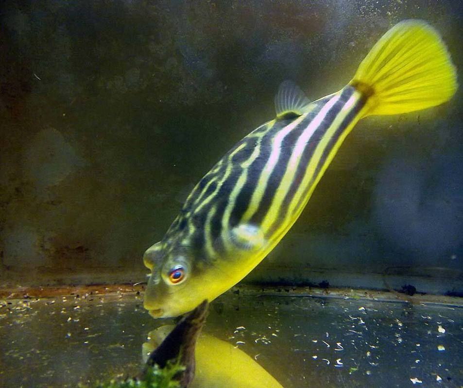 斑馬狗頭魚，斑馬狗頭魚的學(xué)名