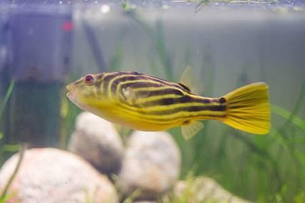 斑馬狗頭魚，斑馬狗頭魚的學(xué)名