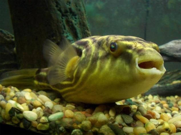 斑馬狗頭魚，斑馬狗頭魚的學名