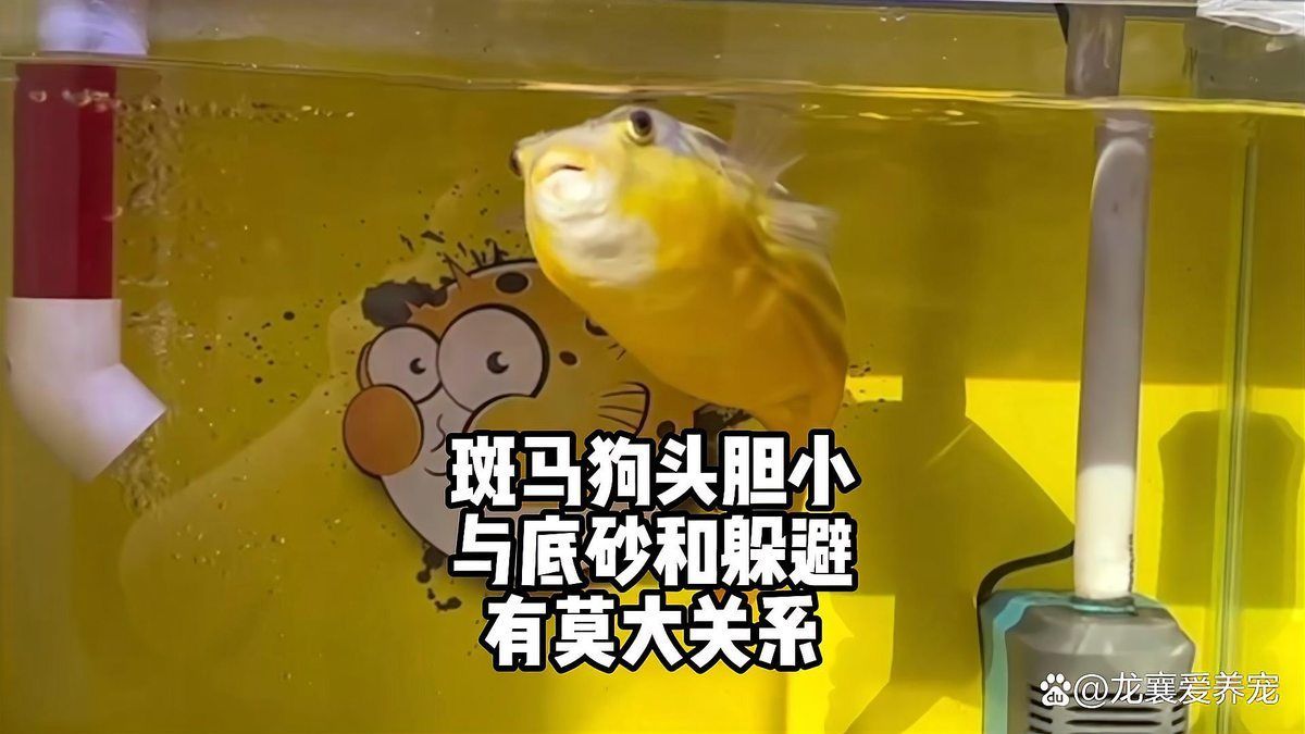 斑馬狗頭魚，斑馬狗頭魚的學名