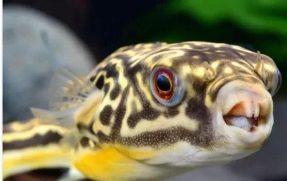 斑馬狗頭魚，斑馬狗頭魚的學名