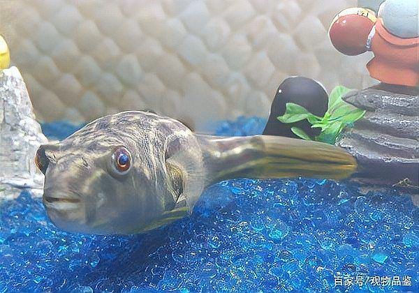 斑馬狗頭魚，斑馬狗頭魚的學名