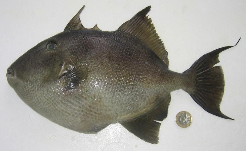 斑馬狗頭魚，斑馬狗頭魚的學(xué)名