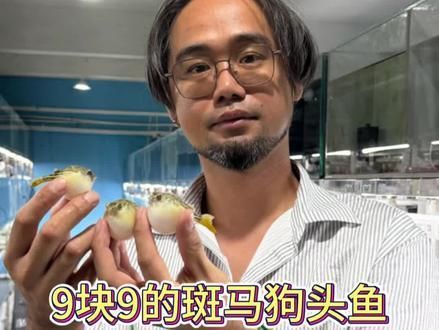 斑馬狗頭魚，斑馬狗頭魚的學名