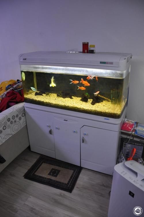 佳寶龍魚缸的評價如何？，“佳寶龍魚缸”實拍圖搜索獲取權威信息（佳寶龍魚缸” 佳寶龍魚缸的評價如何？，“佳寶龍魚缸”實拍圖搜索獲取權威信息（佳寶龍魚缸” 龍魚百科 第6張