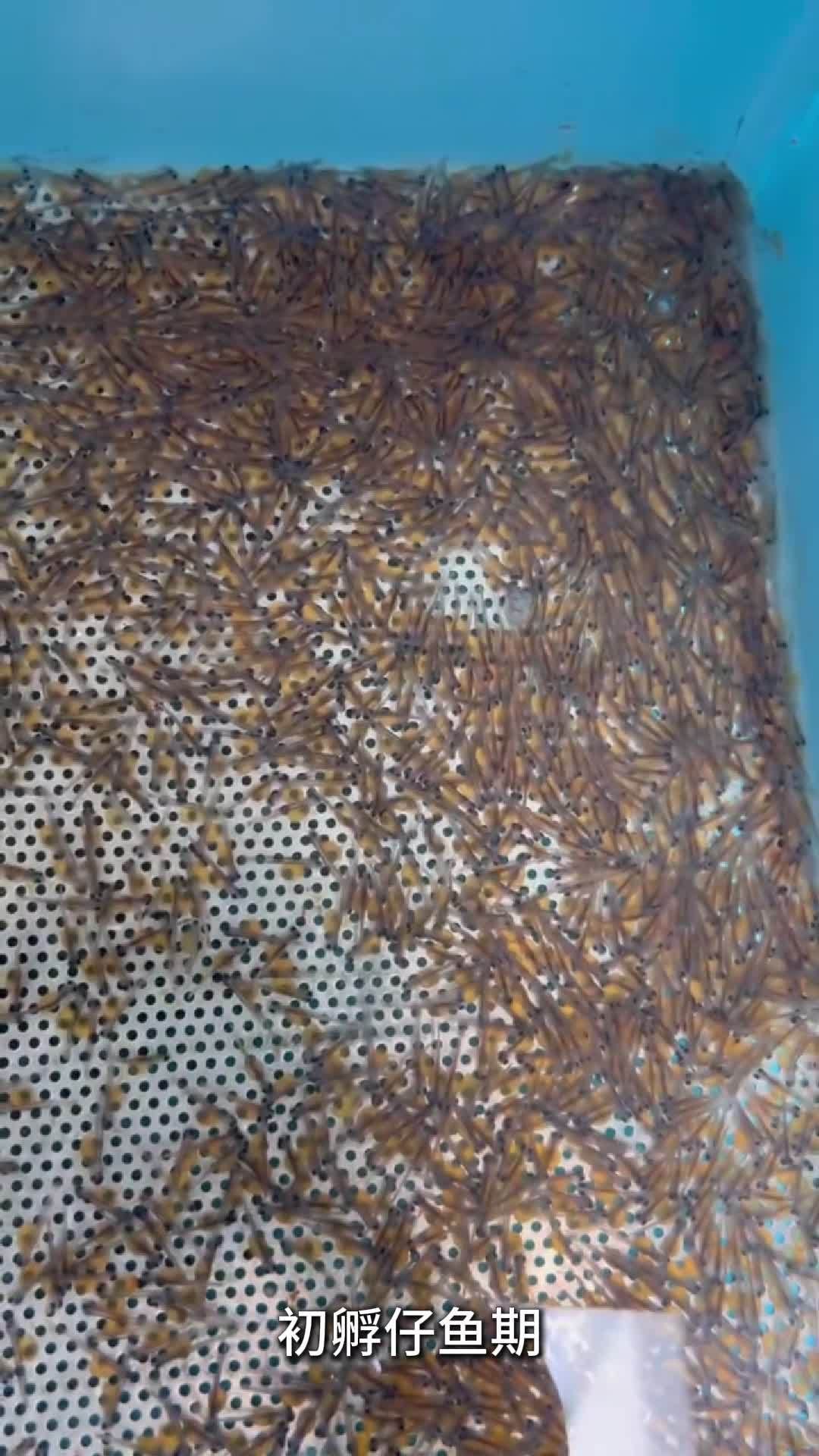 推薦一些其他暴利的淡水魚品種，暴利淡水魚品種推薦.5年肉質鮮美、營養豐富營養豐富
