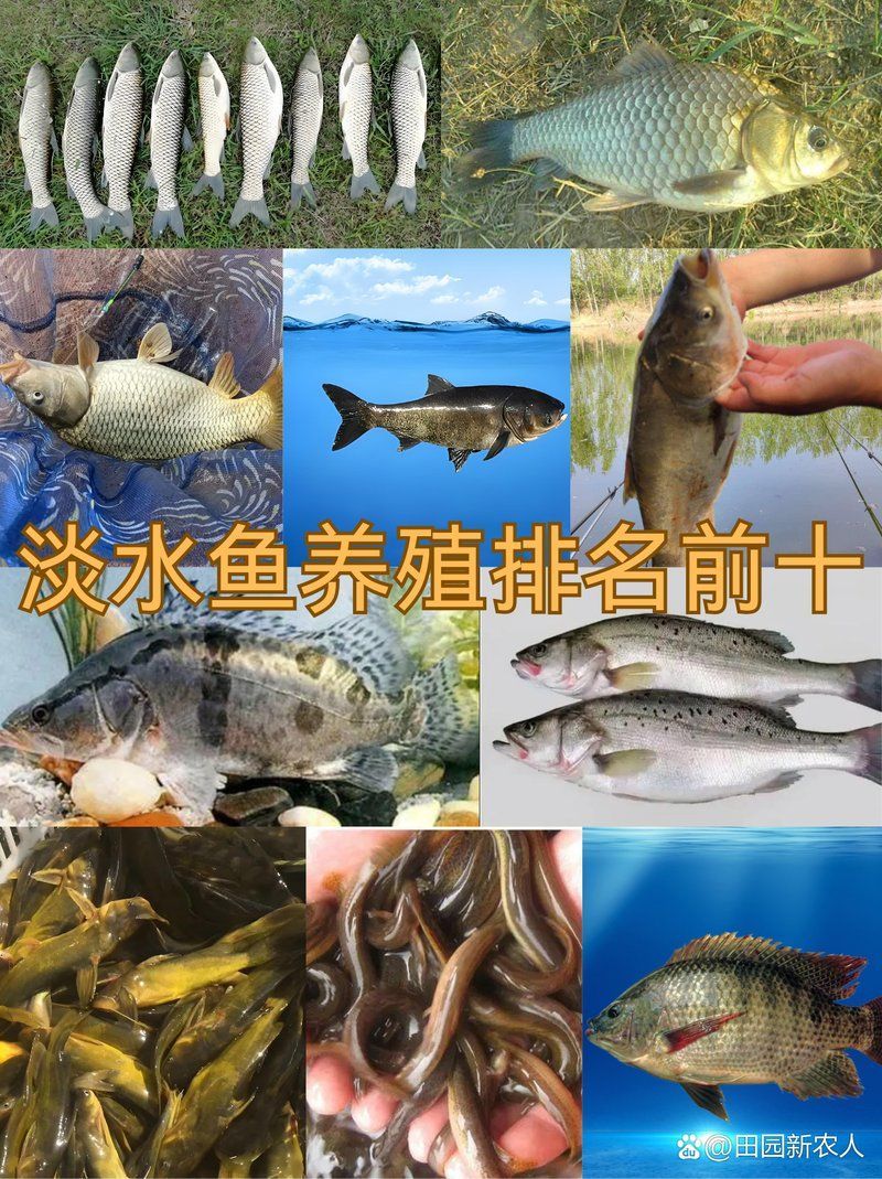 推薦一些其他暴利的淡水魚品種，暴利淡水魚品種推薦.5年肉質鮮美、營養豐富營養豐富